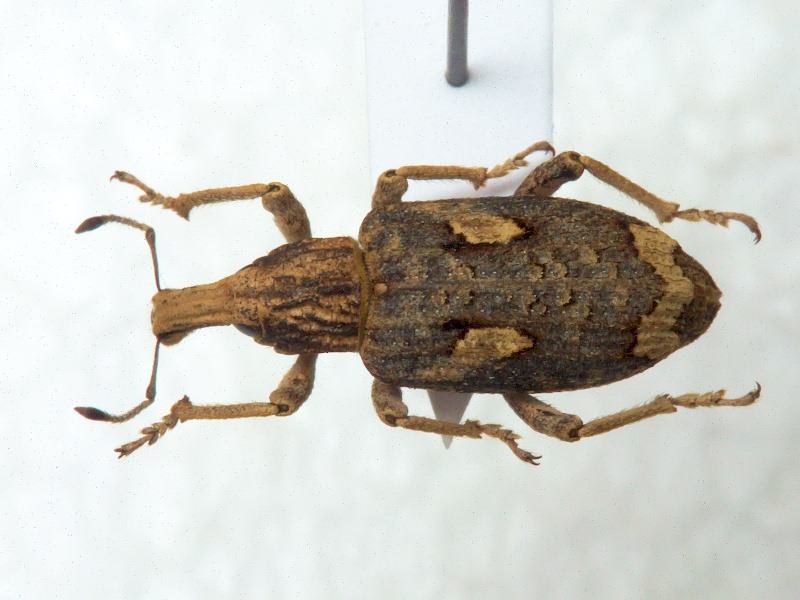 Rhytideres plicatus (Olivier, 1790)